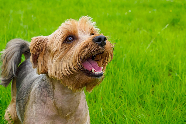 Yorkshire Terrier outside on the grass