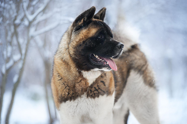 Akita dog standing outside in the snow