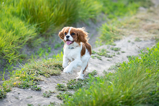 Cavalier King Charles Spaniel puppy running in the grass