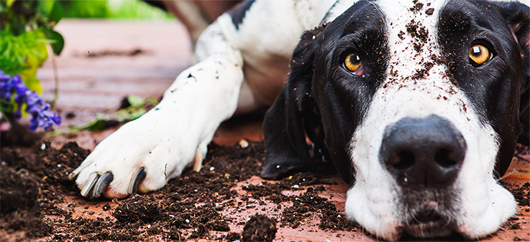 common behavioural issues and how to tackle them