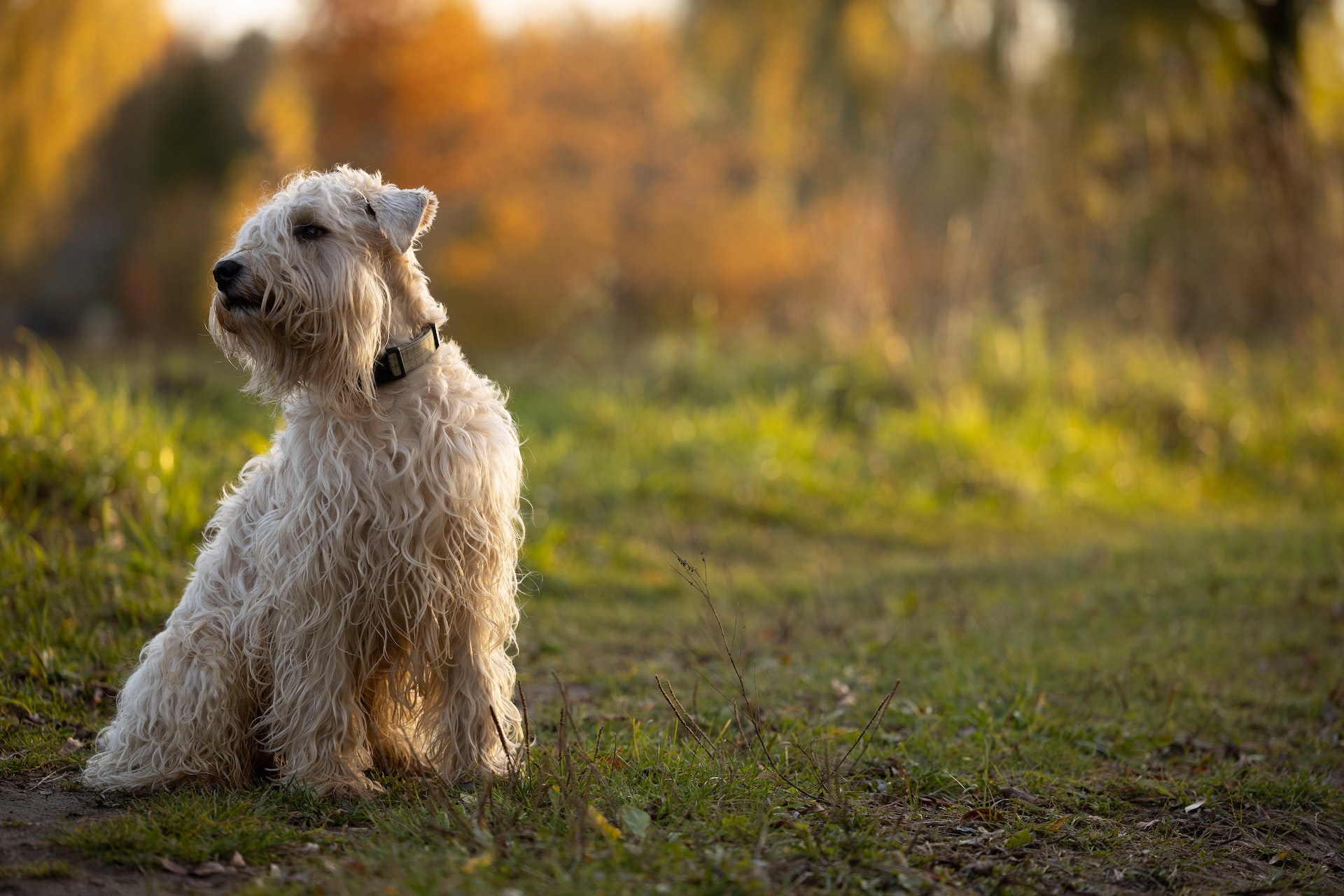 lakeland terrier on the grass