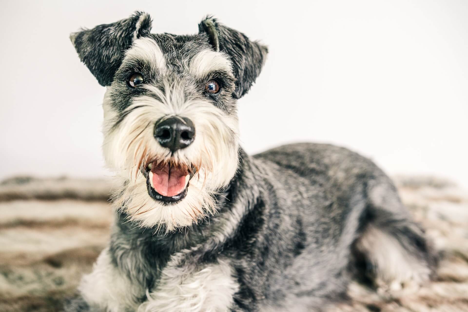 schnauzer dog lying down