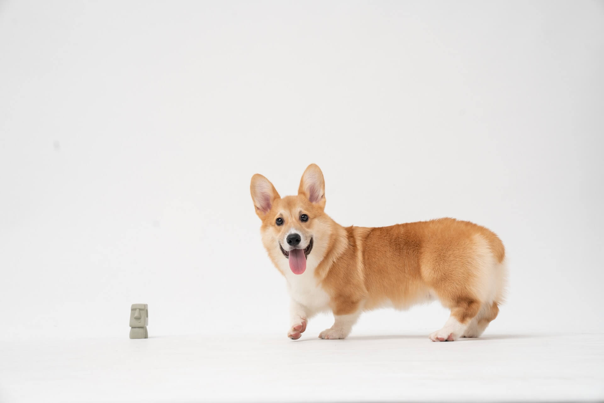a corgi dog on a white background