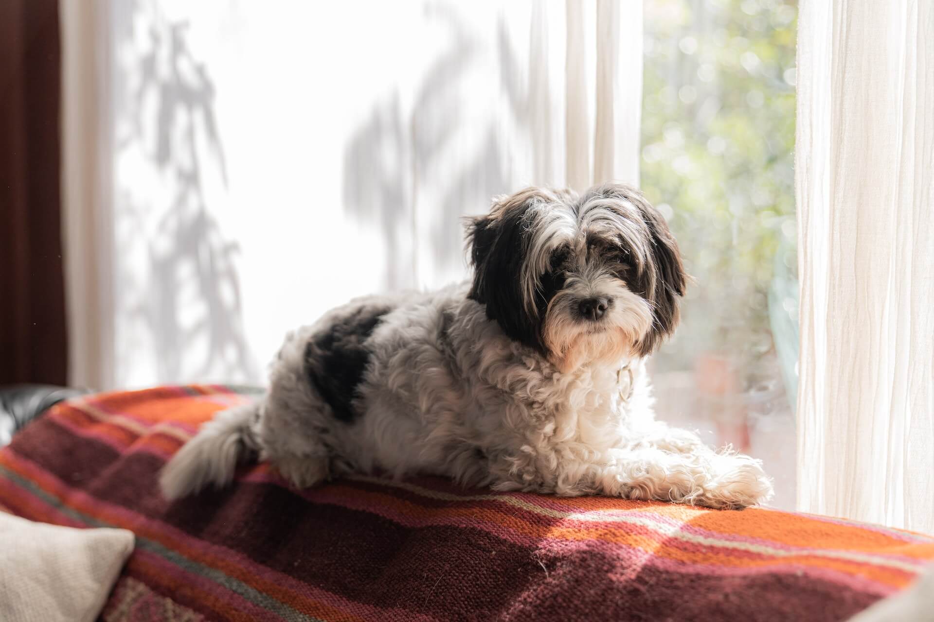 shih-tzu dog lying on the sofa near the window